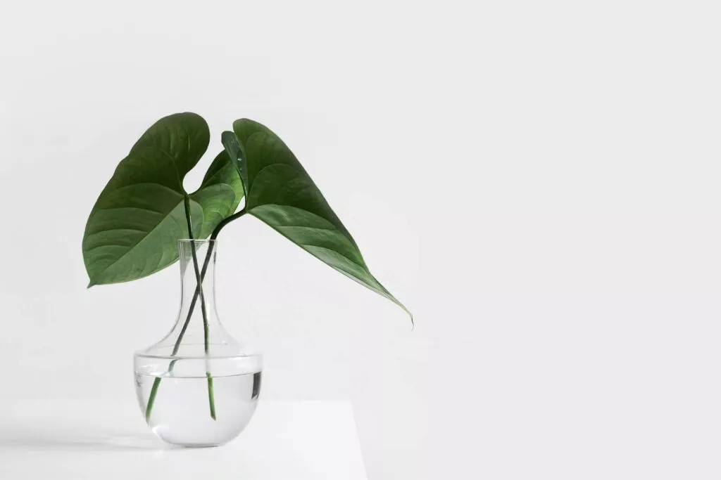 Minimalismus als Lebensstil - beispielhaft dargestellt anhand einer Pflanze auf einem cleanen weißen Tisch