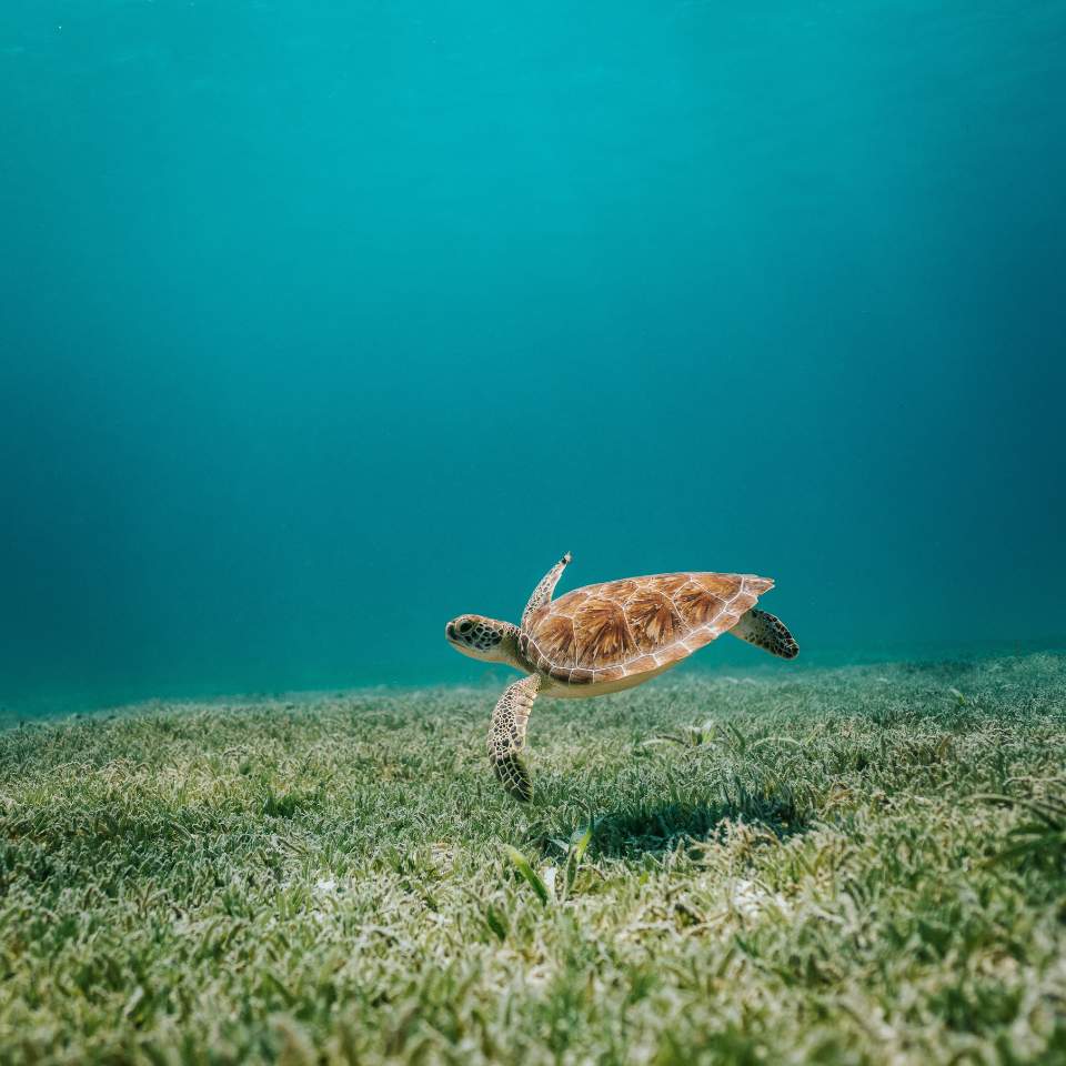 Bild einer Schildkröte, die in einem Ozean frei von Plastikmüll schwimmt