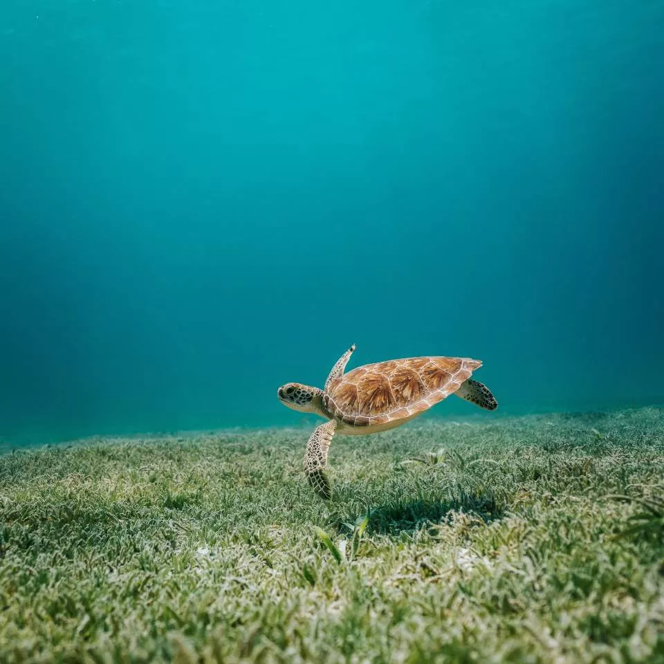Bild einer Schildkröte, die in einem Ozean frei von Plastikmüll schwimmt