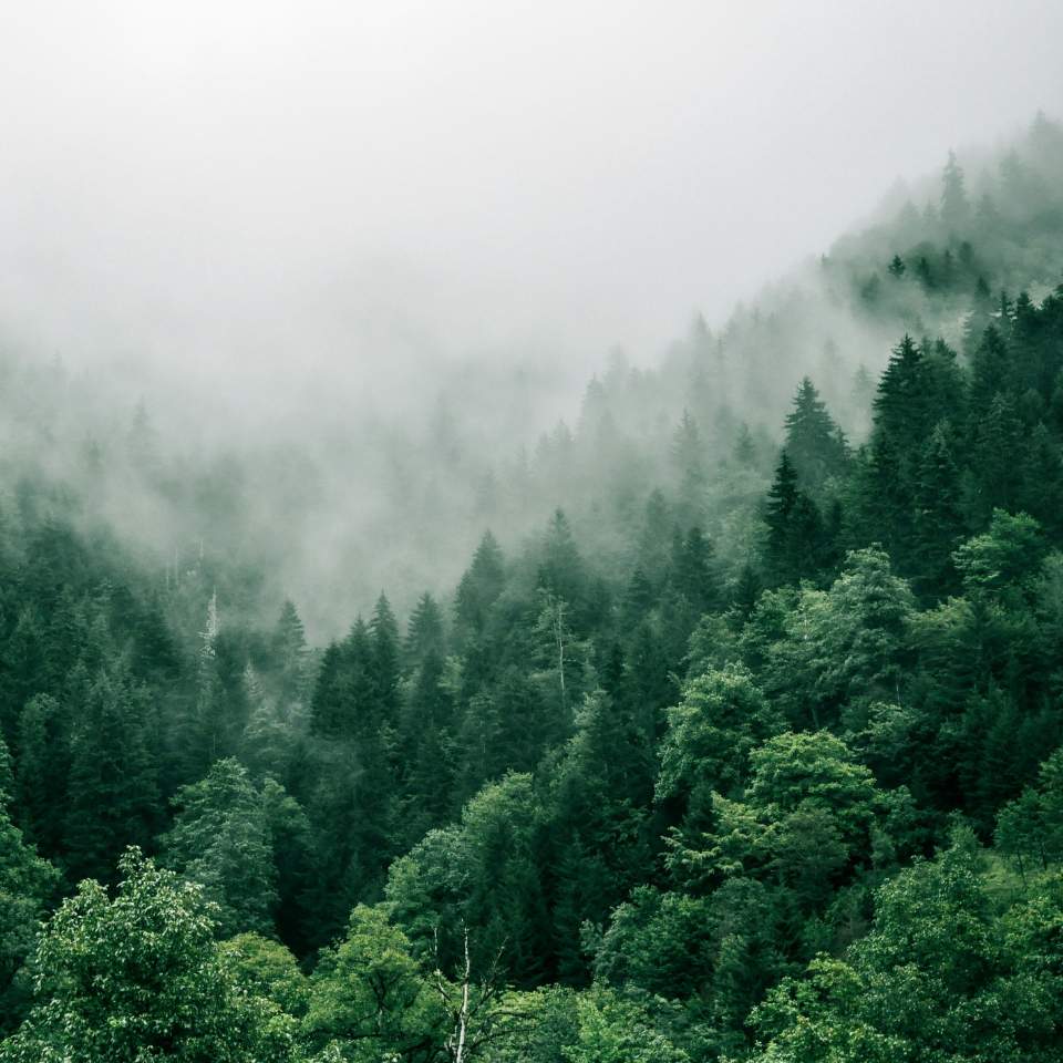 CO2 Fußabdruck verbildlich anhand eines Waldes mit Nebel