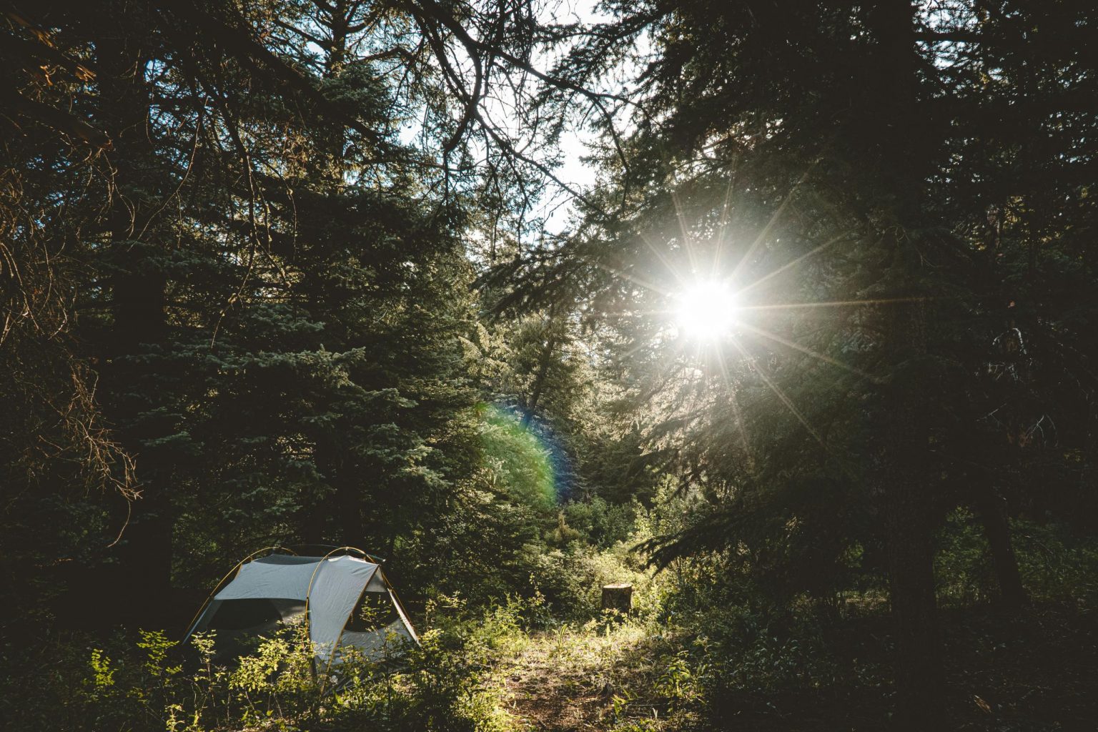 camping zelt im wald